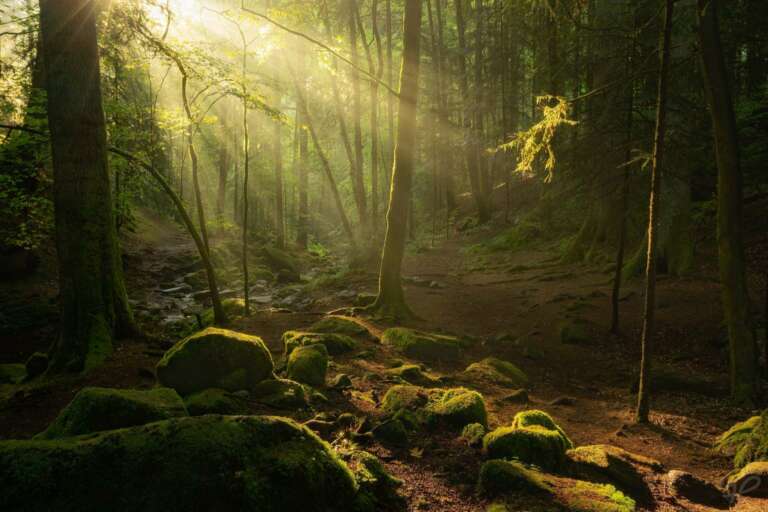 Tanzende Sonnenstrahlen im Wald