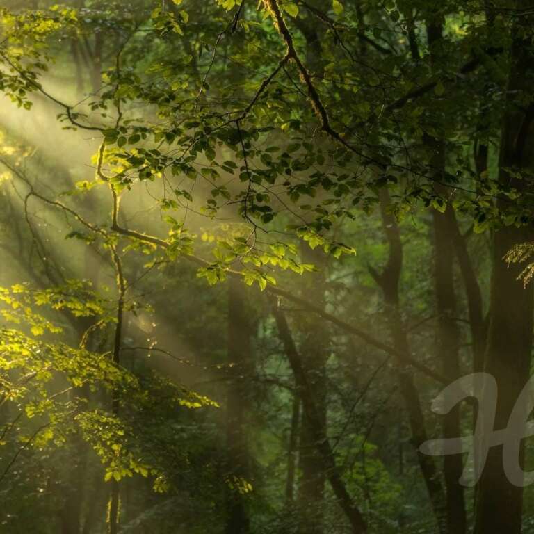 Tanzende Sonnenstrahlen im Wald