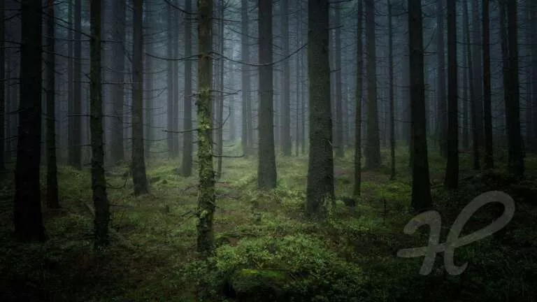 Grüner Samt, Nebel im Wald