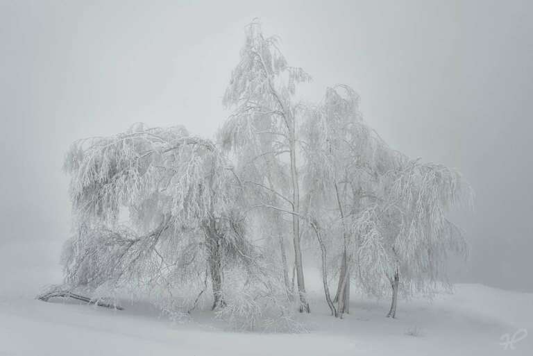 Der letzte Schnee mit Bäumen