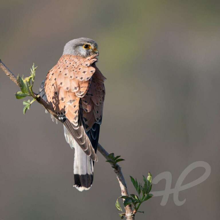 Turmfalke