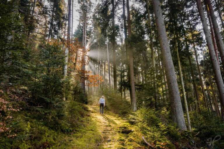 Der Sonne entgegen, Wanderin im Wald