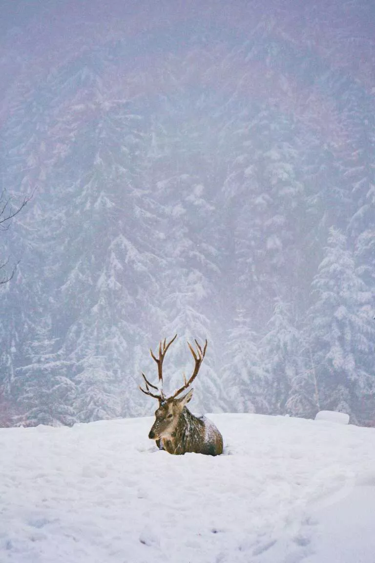 Hirsch im Schnee