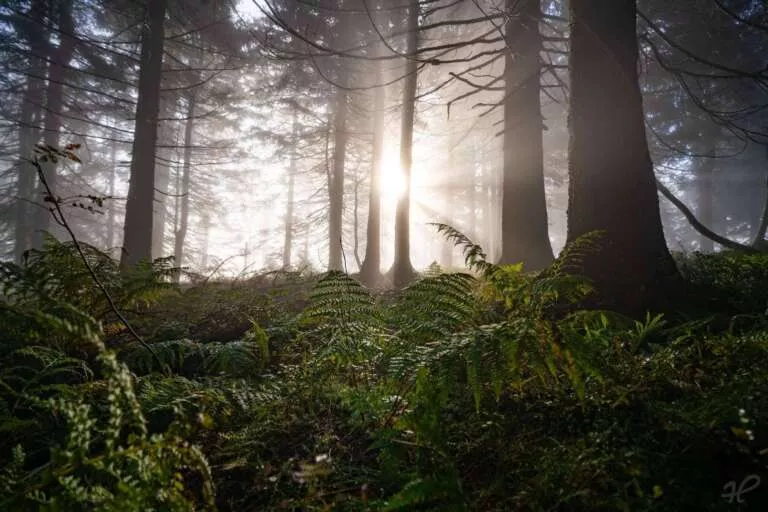 Nebelstimmung im Wald mit Farn