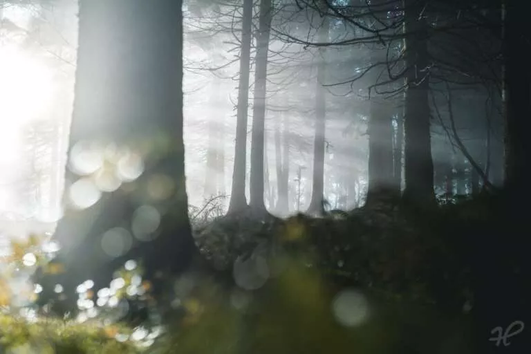 Nebelstimmung im Schwarzwald