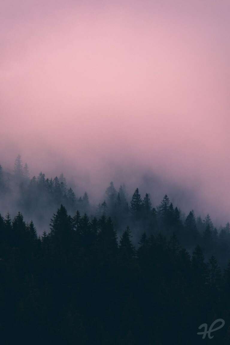 Moody Black Forest