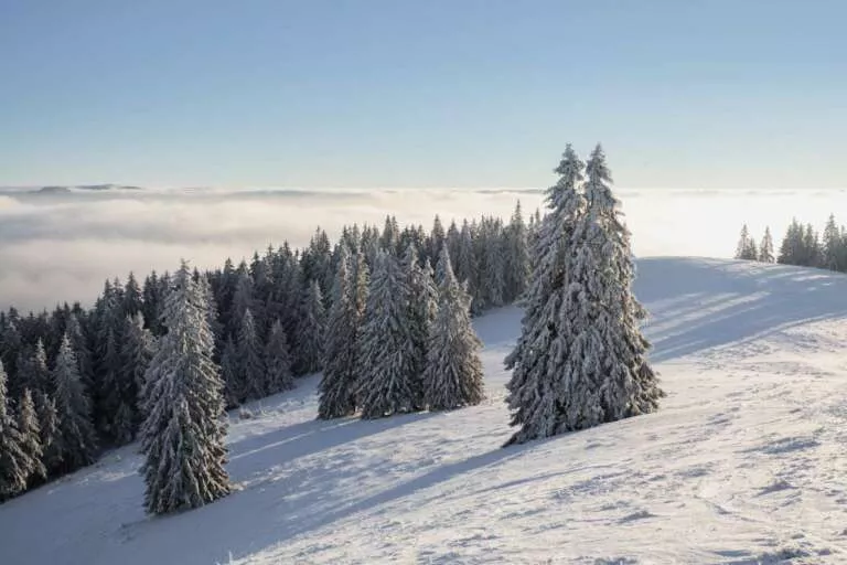 Wintertraum am Belchen mit schneebedeckten Bäumen