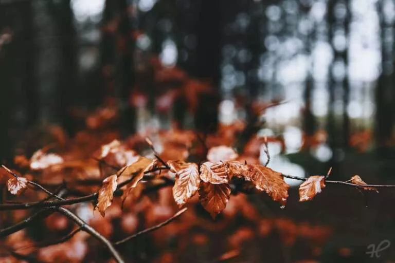 Herbstfarben, Laub auf einem Ast im Wald