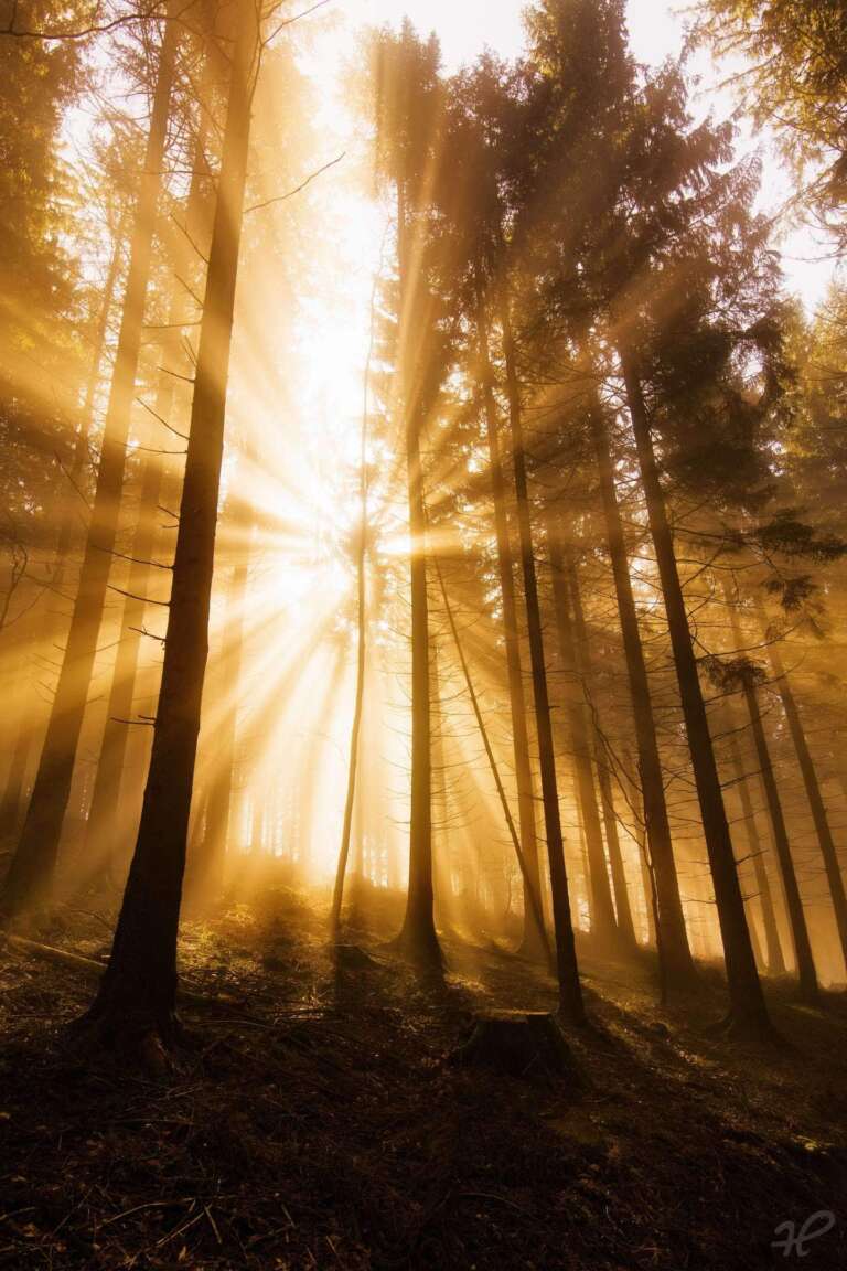 Sonnenstrahlen aus dem Wald