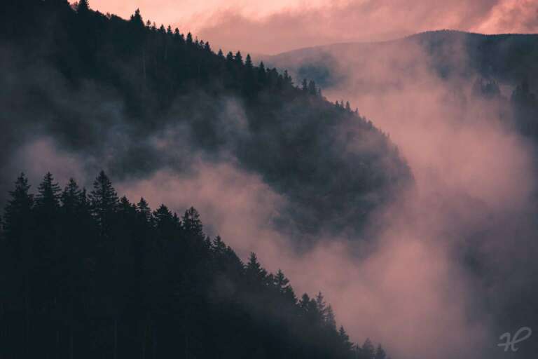 Moody Black Forest
