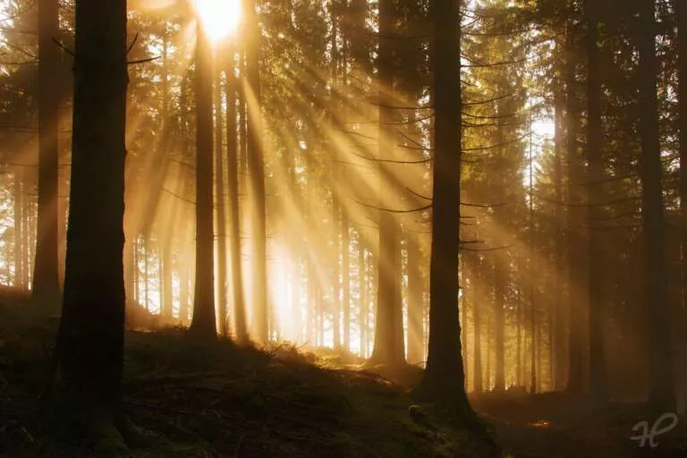 Foggy Sunshine, Sonnentrahlen im Wald