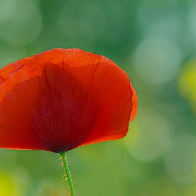 Zarte Mohnblüte