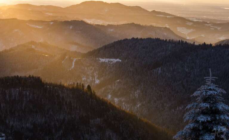 Goldenes Schwarzwaldlicht im Winter