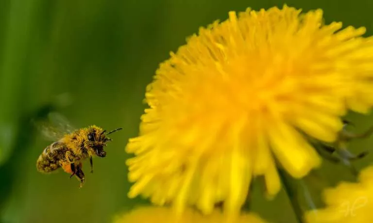Biene voll mit Blütenstaub mit Löwenzahn