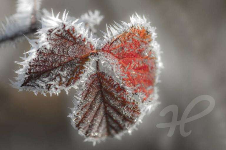 Eiskalt, Blätter mit Raureif