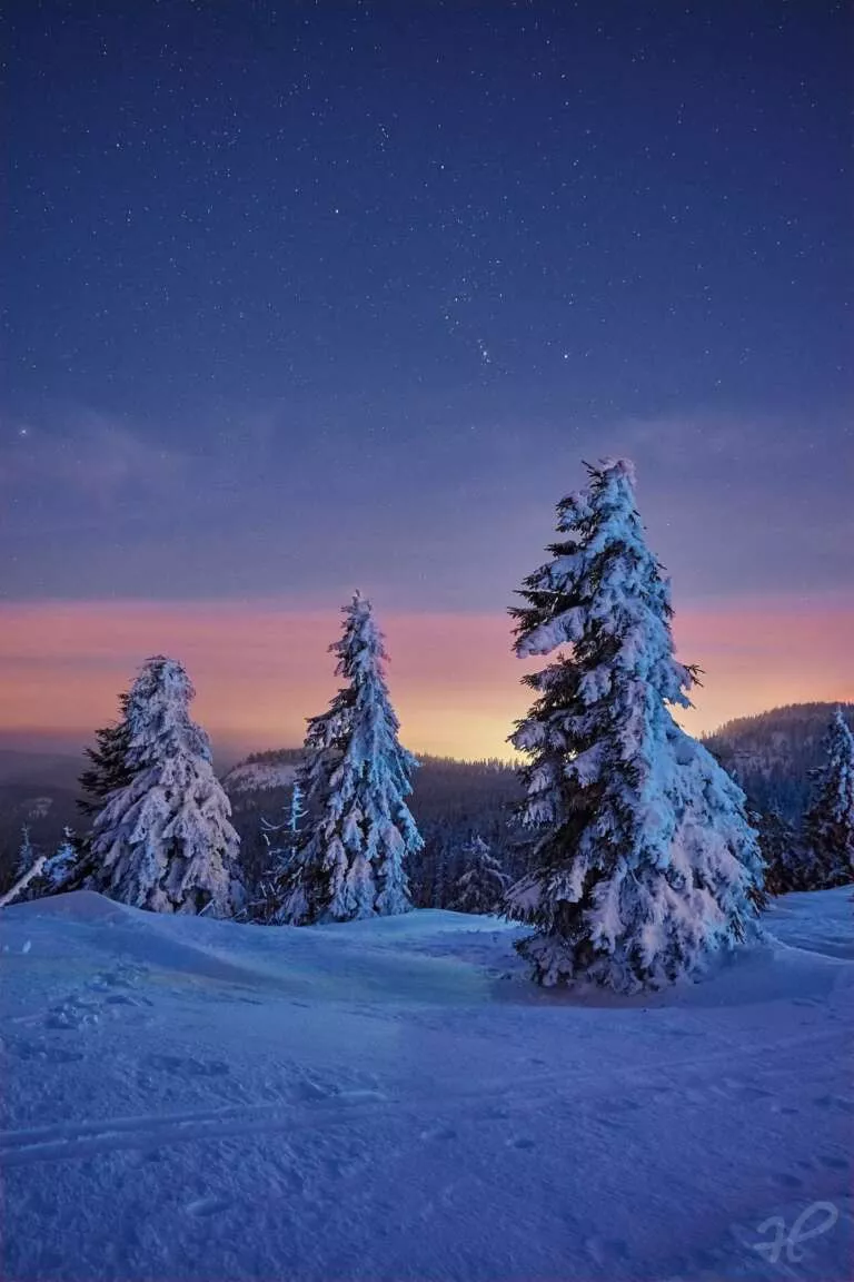 Winterbäume bei Nacht