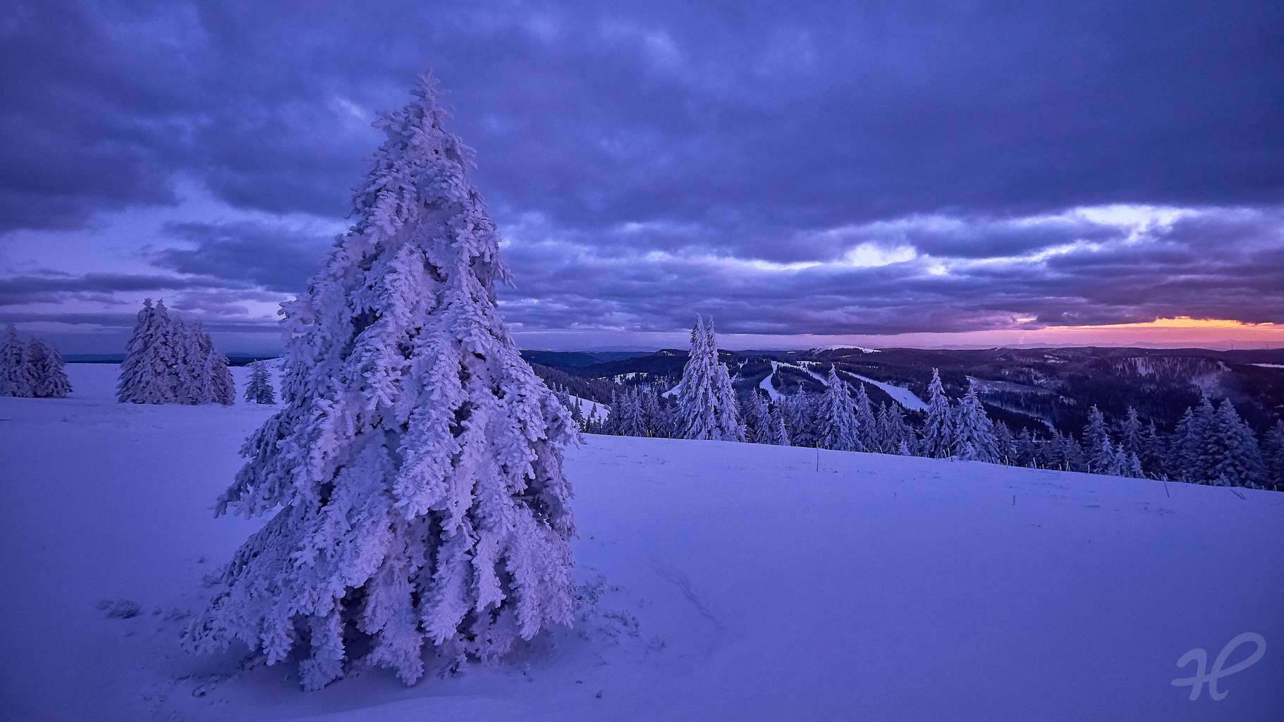 winterlicher Tannenbaum · Heimatfotos