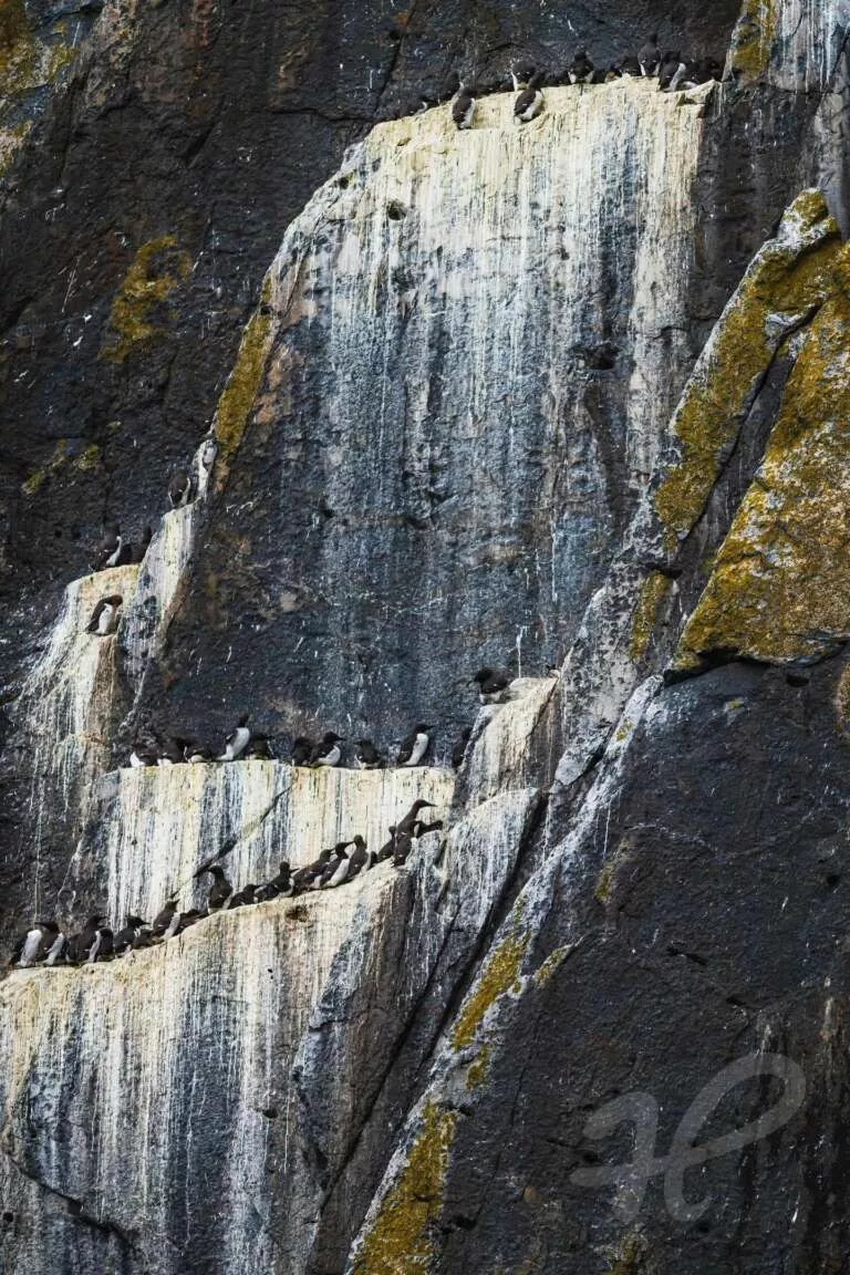 Trottellummen in Felswand