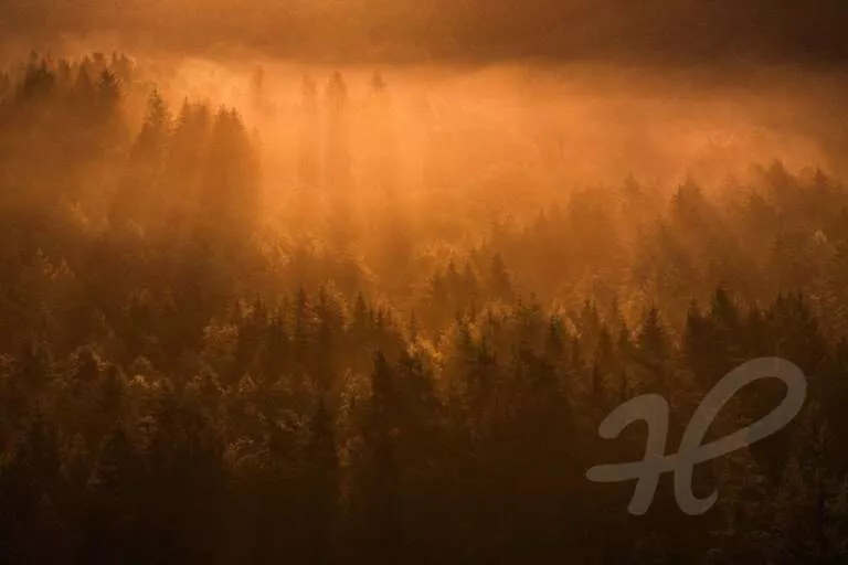 Nebelmorgen im Pfälzerwald