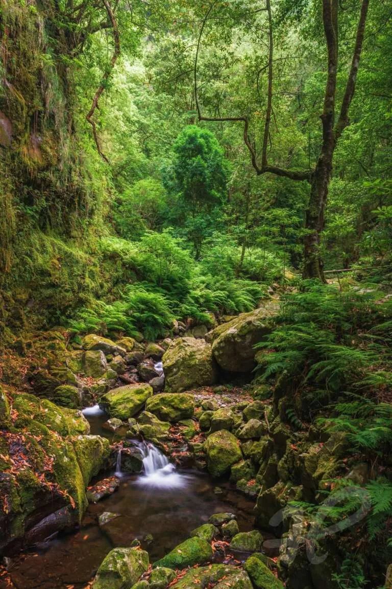 Lorbeer-Wald auf Madeira