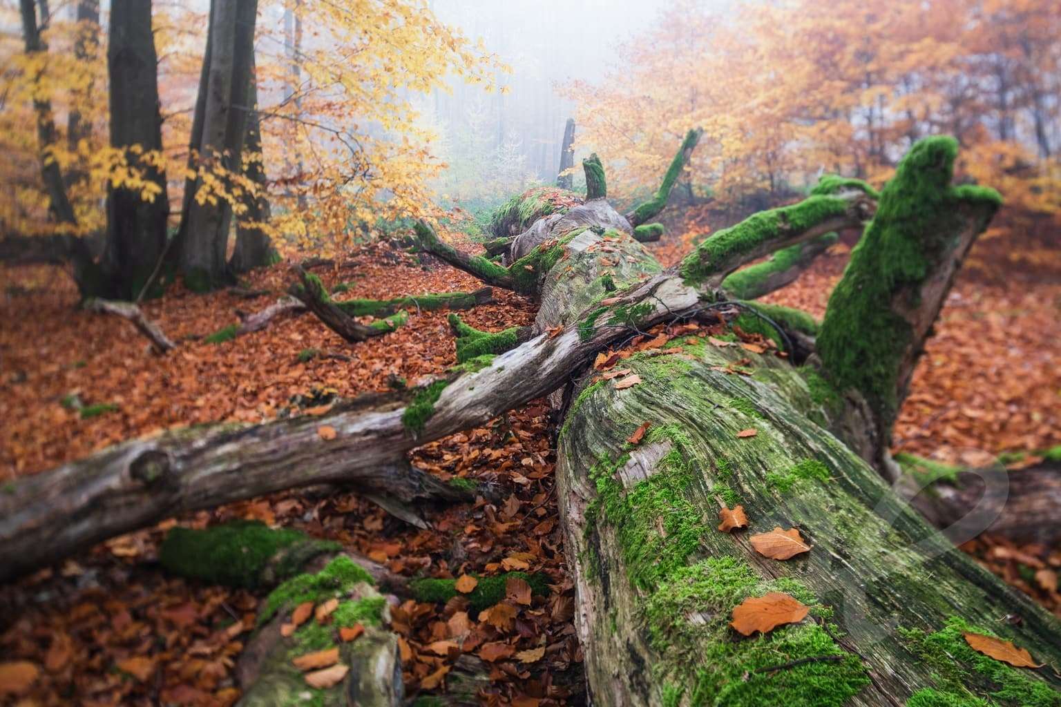 Bemooster Baumstamm im Herbstwald Heimatfotos.de