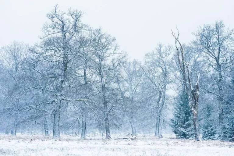 Winter im Soonwald
