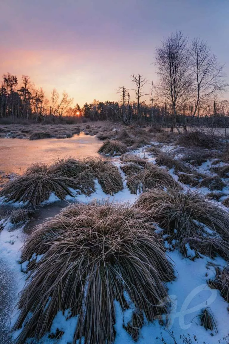 Winter im Moor