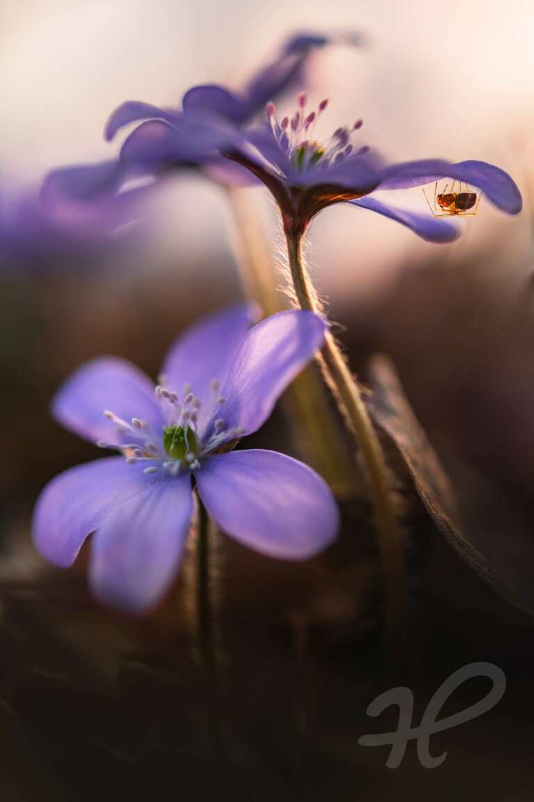 Unter der Blüte