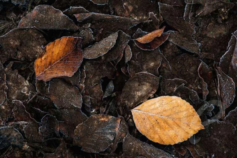 Frostige Blätter