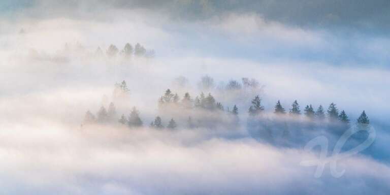 Nebelbäume