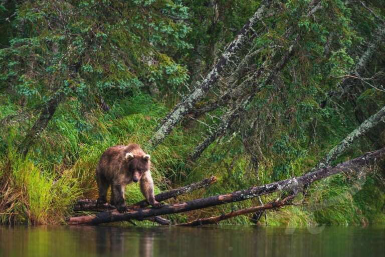 Grizzly in Alaska