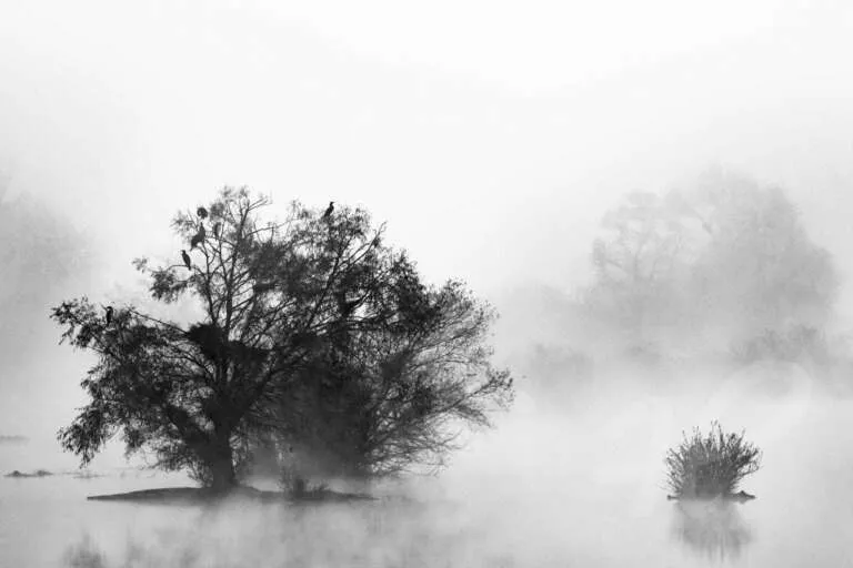 Kormorane im Nebel