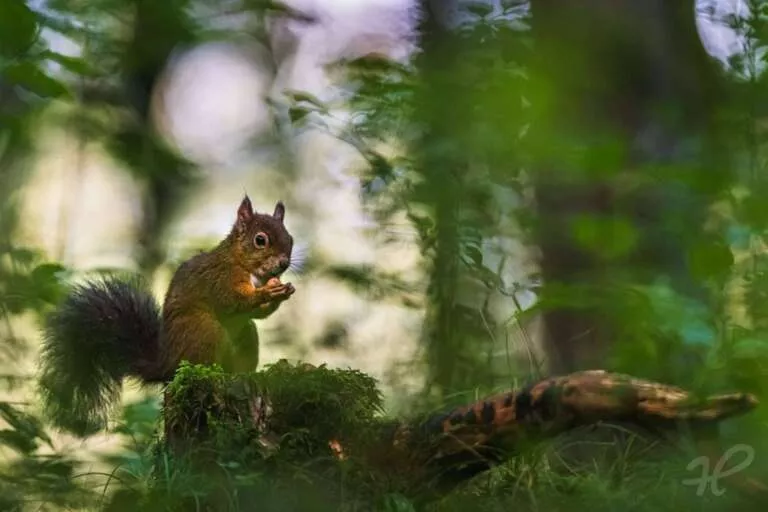 Eichhörnchen im Unterholz