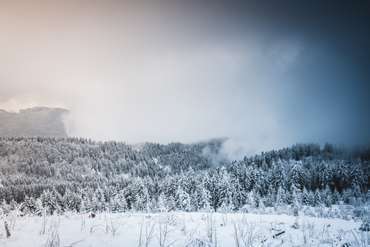 Schwarzwald im Schnee