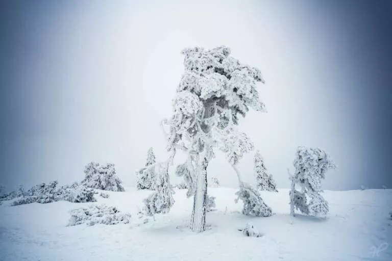 Schwarzwald Baum im Schnee