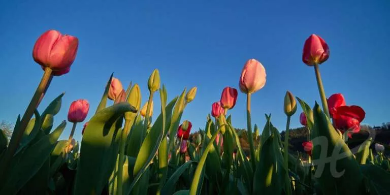 Tulpenfeld in Hausach
