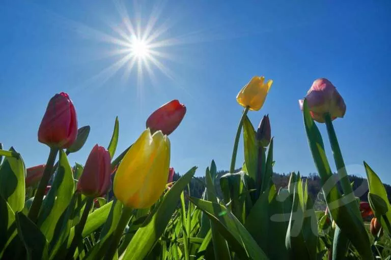 Tulpen mit Sonne