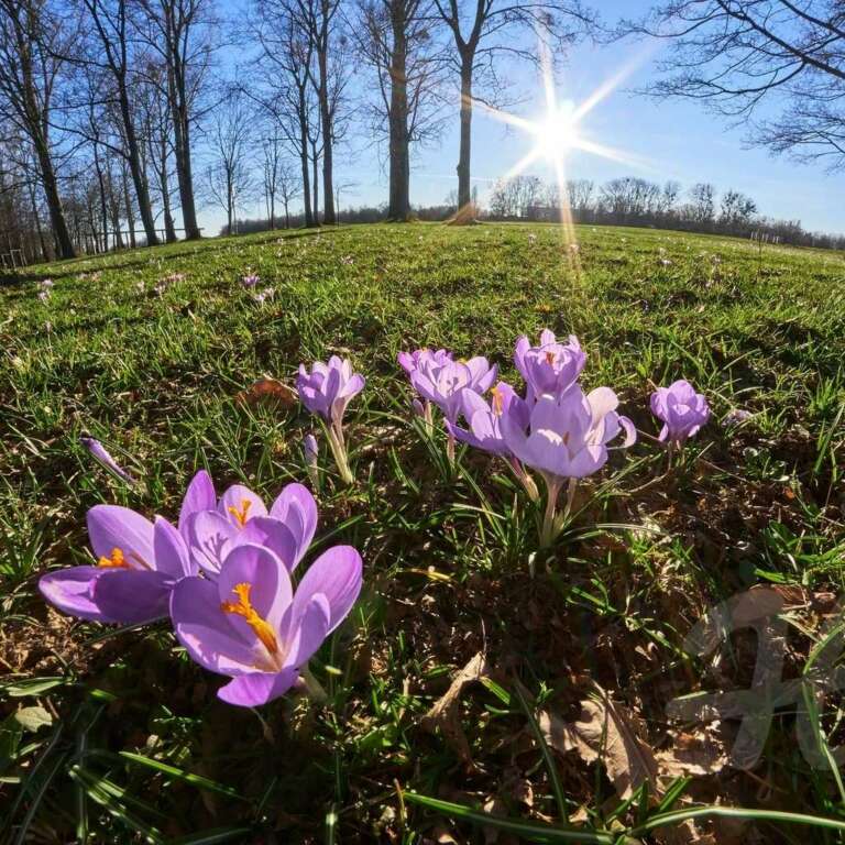 Krokusse bei Sonnenschein