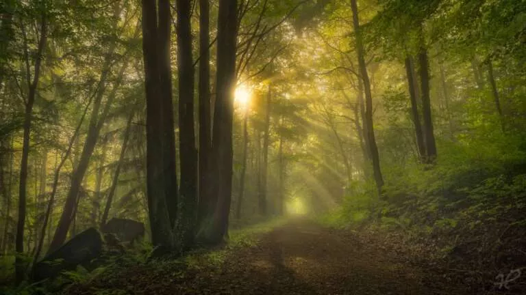 Die ersten Sonnenstrahlen im Wald