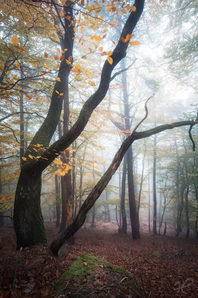 Nebelmorgen im Pfälzerwald