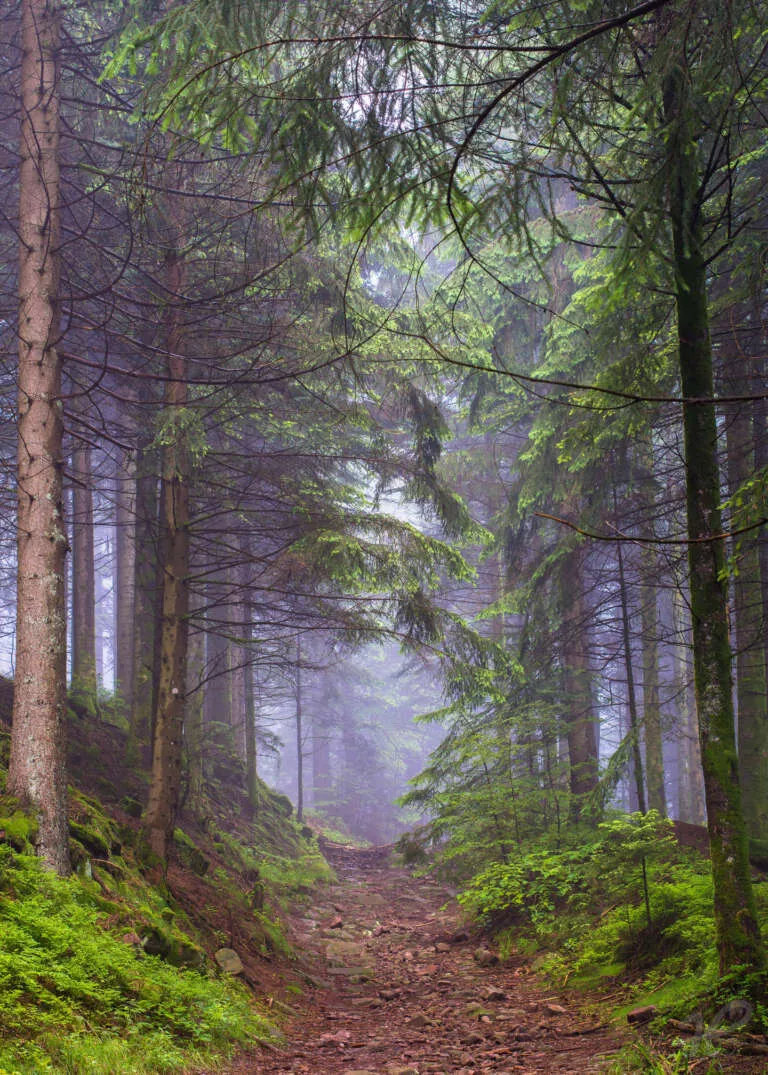 Aufstiegsweg im Wald