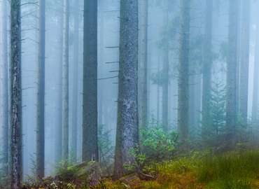 Nebelwald im Schwarzwald
