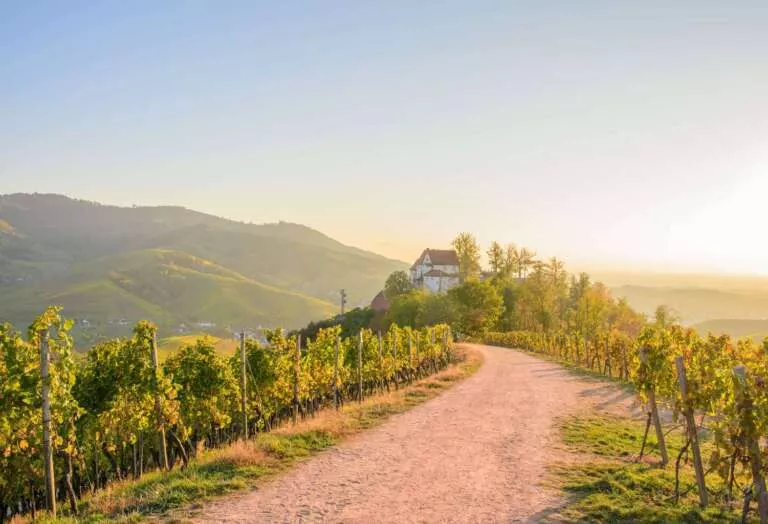 Durbacher Schloss mit Weinreben im Sonnenschein