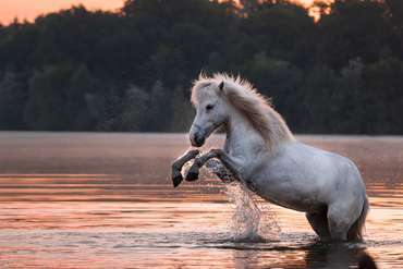 Steigendes Pferd im See