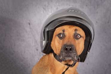 Schäferhund mit Motorradhelm