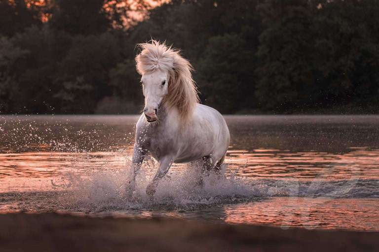 Pferd im Wasser