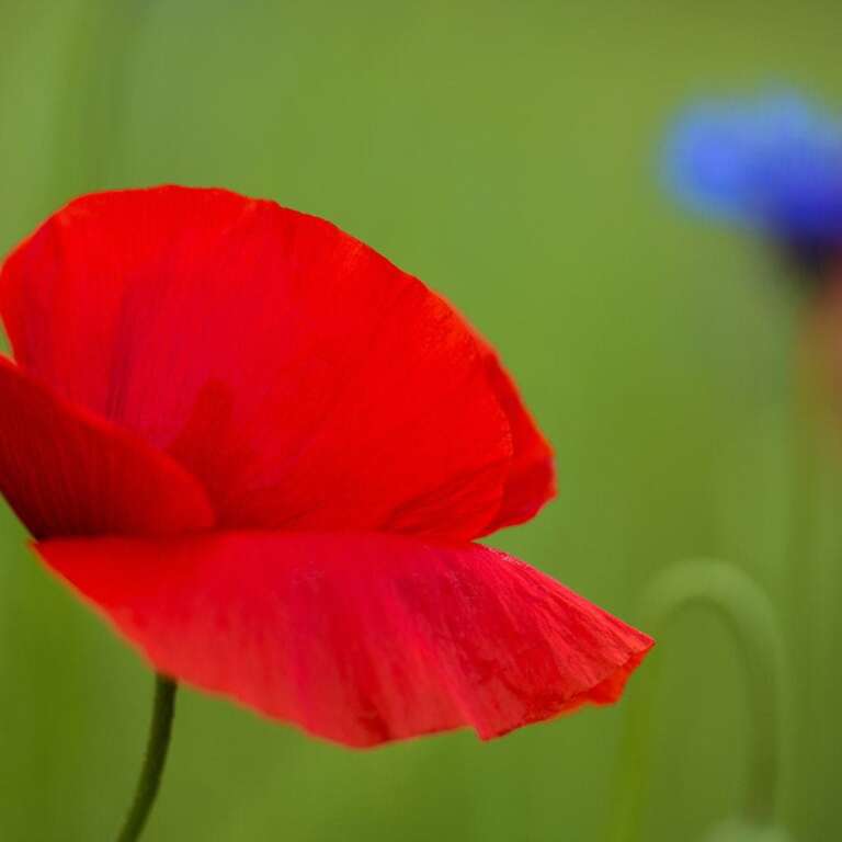 Eine Mohnblume