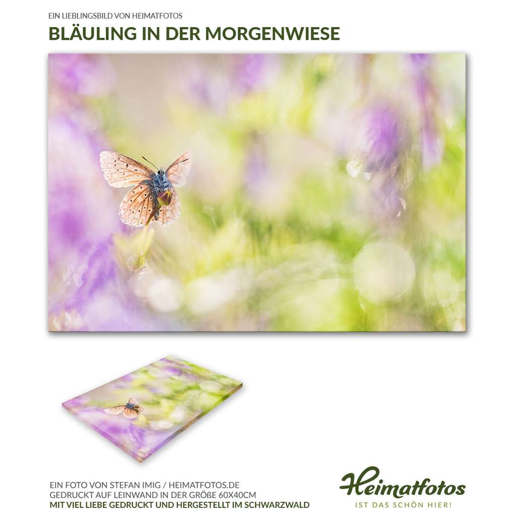 Blauling In Der Morgenwiese Von Stefan Imig Auf Leinwand 60x40cm Heimatfotos