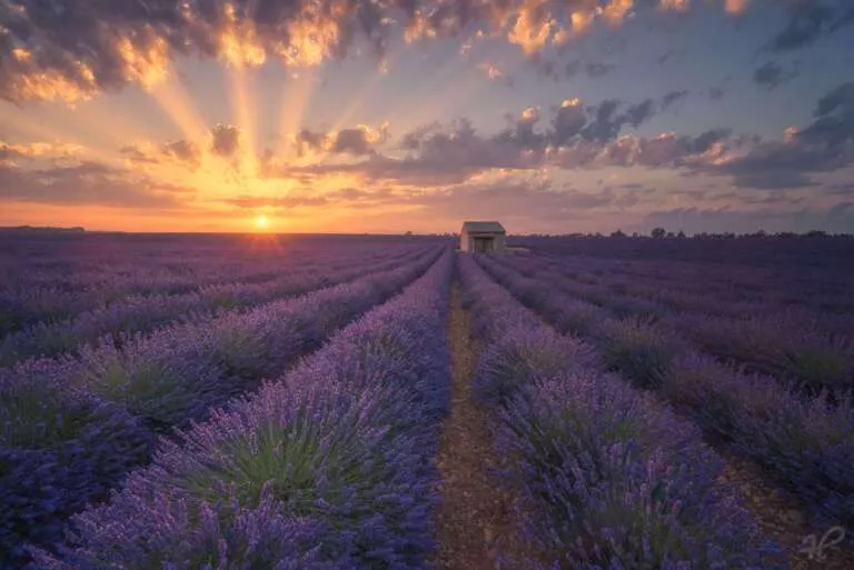 Lila Sonnenuntergang, Lavendelfeld