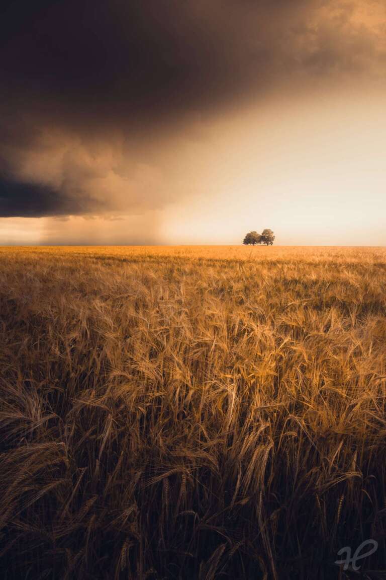 Sturmzeit über einem Getreidefeld